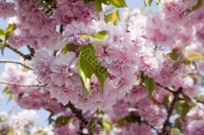 pink cherry blossoms in spring