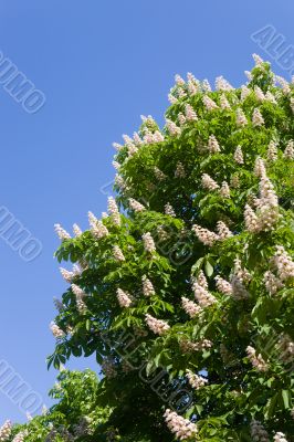 Blossoming chestnut