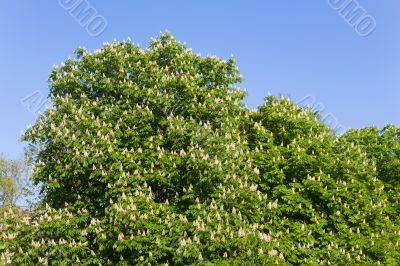 chestnuts in spring