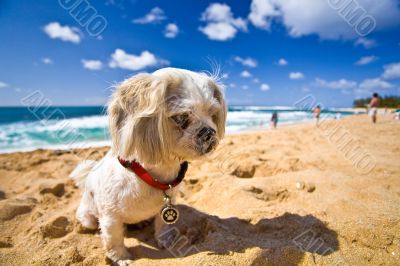 Beach Dog