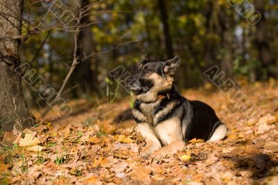 Lying dog in the forest