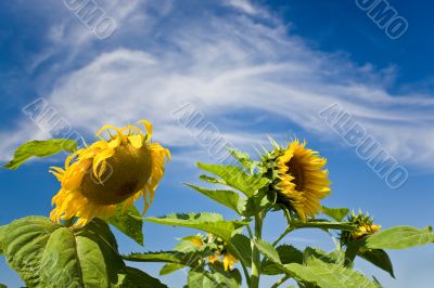 Sunflowers