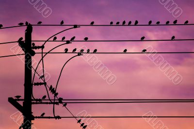 Birds on Wire