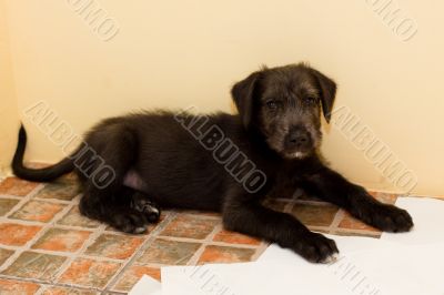 irish wolfhound  puppy