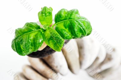  Leaf and Stones