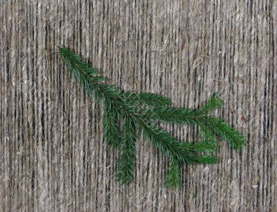 Little fir branch on rough background