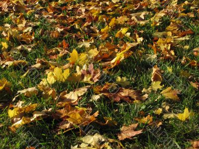 Yellow leaves on the ground
