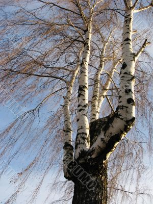 Multi-trunk birch in winter