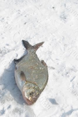 fish on snow