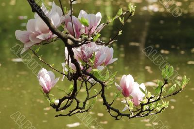 Magnolia in spring