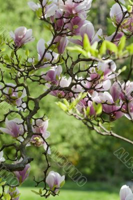 Magnolia in spring