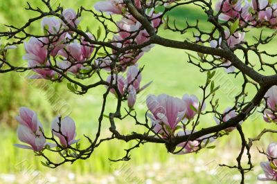 Magnolia in spring