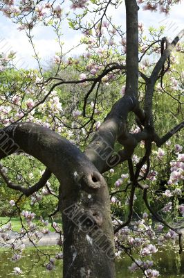 Magnolia in spring