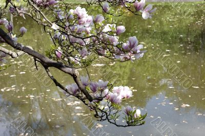 Magnolia in spring