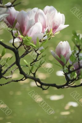 Magnolia in spring