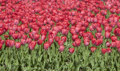 red tulip bed, tulips in spring
