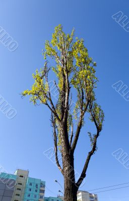 High poplar