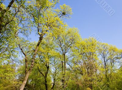 spring foliage