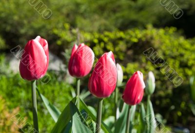 Red tulips