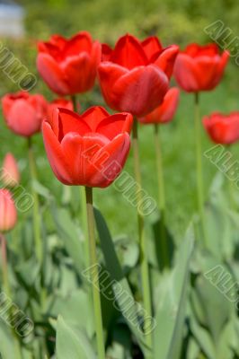 Red tulips