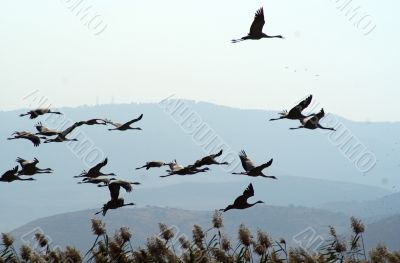 Migrating birds over nature lake at spring and autumn