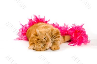 red domestic cat wrapped in a pink boa