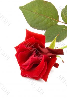 One red rose, isolated on white background