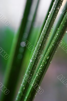 Fresh greeb grass