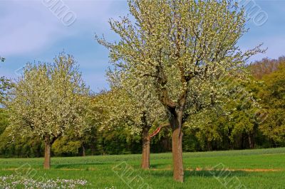 spring meadow with flowering apple trees