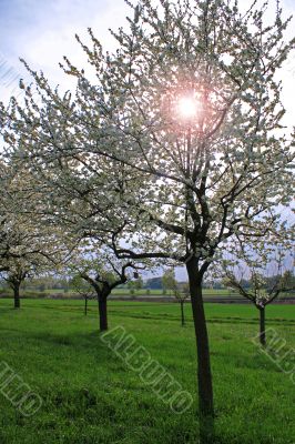 spring meadow with flowering apple trees