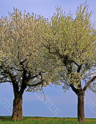 spring meadow with flowering apple trees
