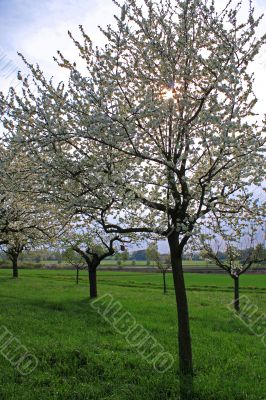 spring meadow with flowering apple trees
