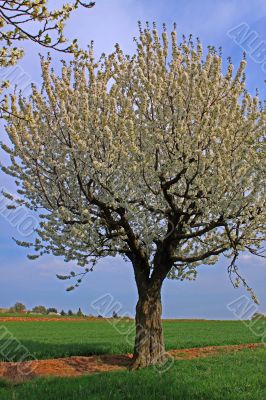 spring meadow with flowering apple trees
