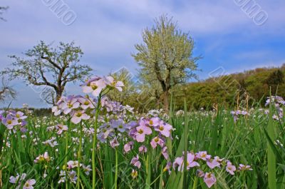 spring meadow with flowering apple trees and rockcress (Arabis)