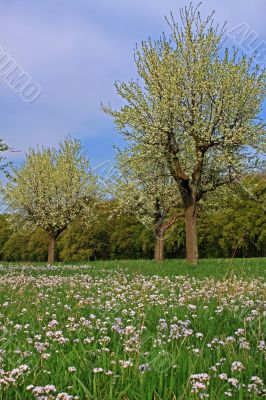 spring meadow with flowering apple trees