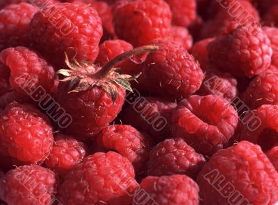 Fresh raspberry