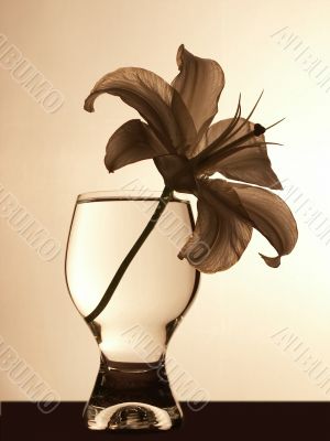 Lily in a glass