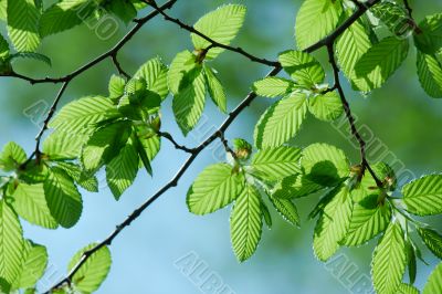 Leaves