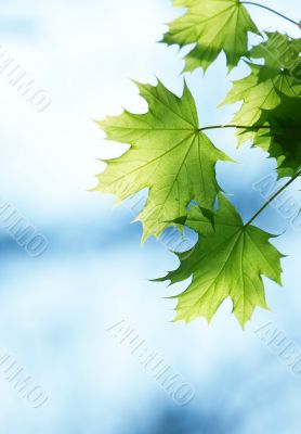 Leaves