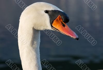 Swan