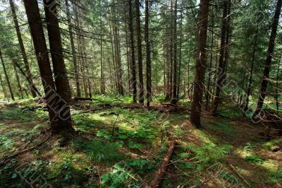 Forest