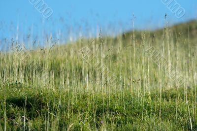 Grass
