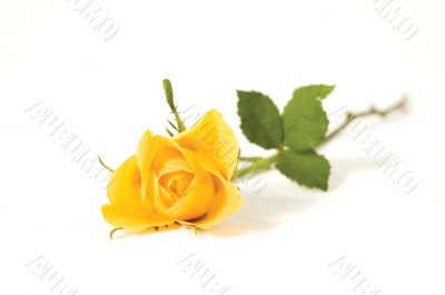 one rose