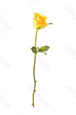 one rose