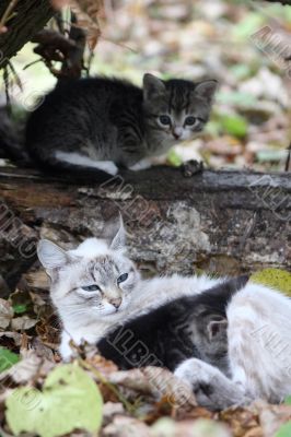 Cat with kittens