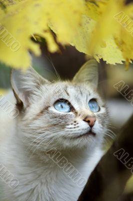 Grey cat with blue eyes