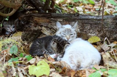 Cat with kittens