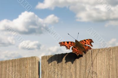 The butterfly on launch