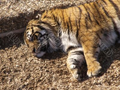 Sleeping Tiger