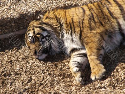 Sleeping Tiger